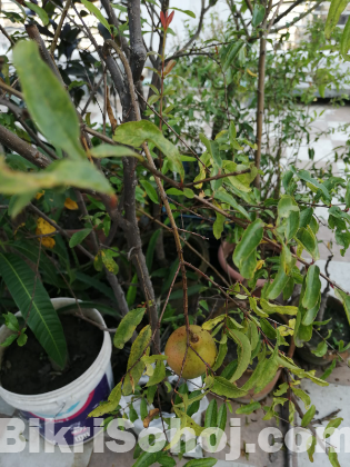 Pakistani ANAR Tree (With Fruits)